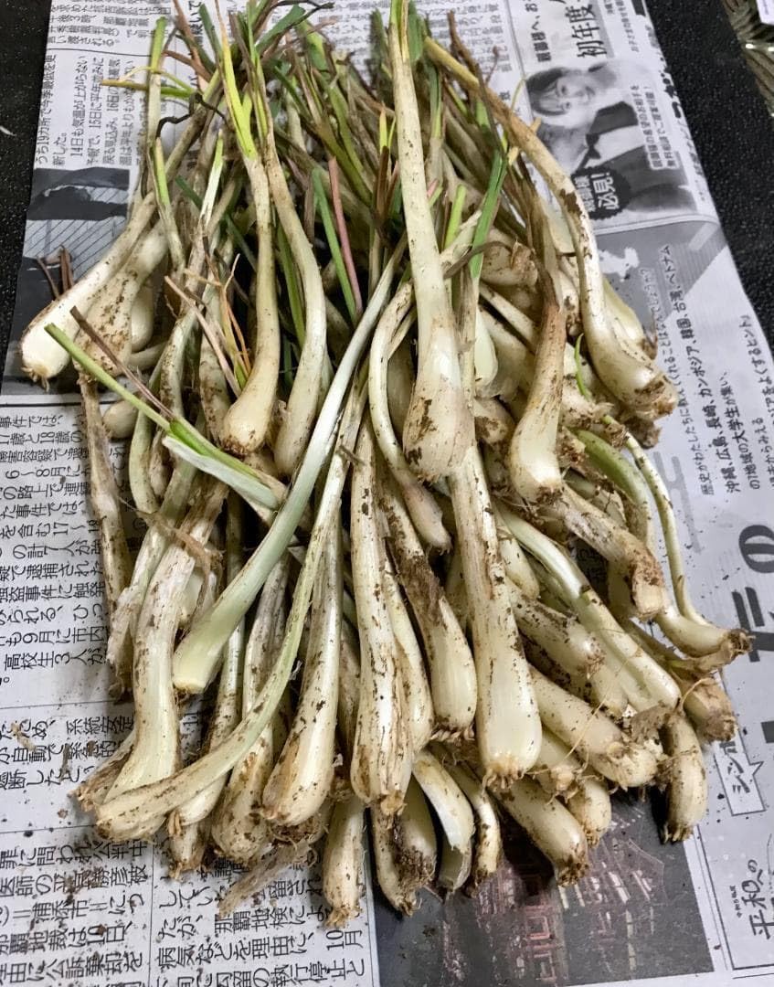 Amazon.co.jp: 元祖 沖縄本島産 島らっきょう種苗 50本 : DIY・工具