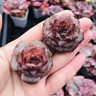 2個セット 重楼 種 エケベリア 多肉植物