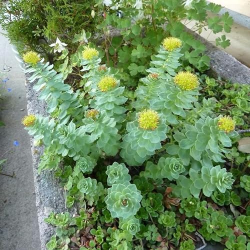 Miniatura 7 de Roseroot (Rhodiola rosea) - Cultiva ahora o almacena para futuras plantaciones - Cápsula de 10 semillas