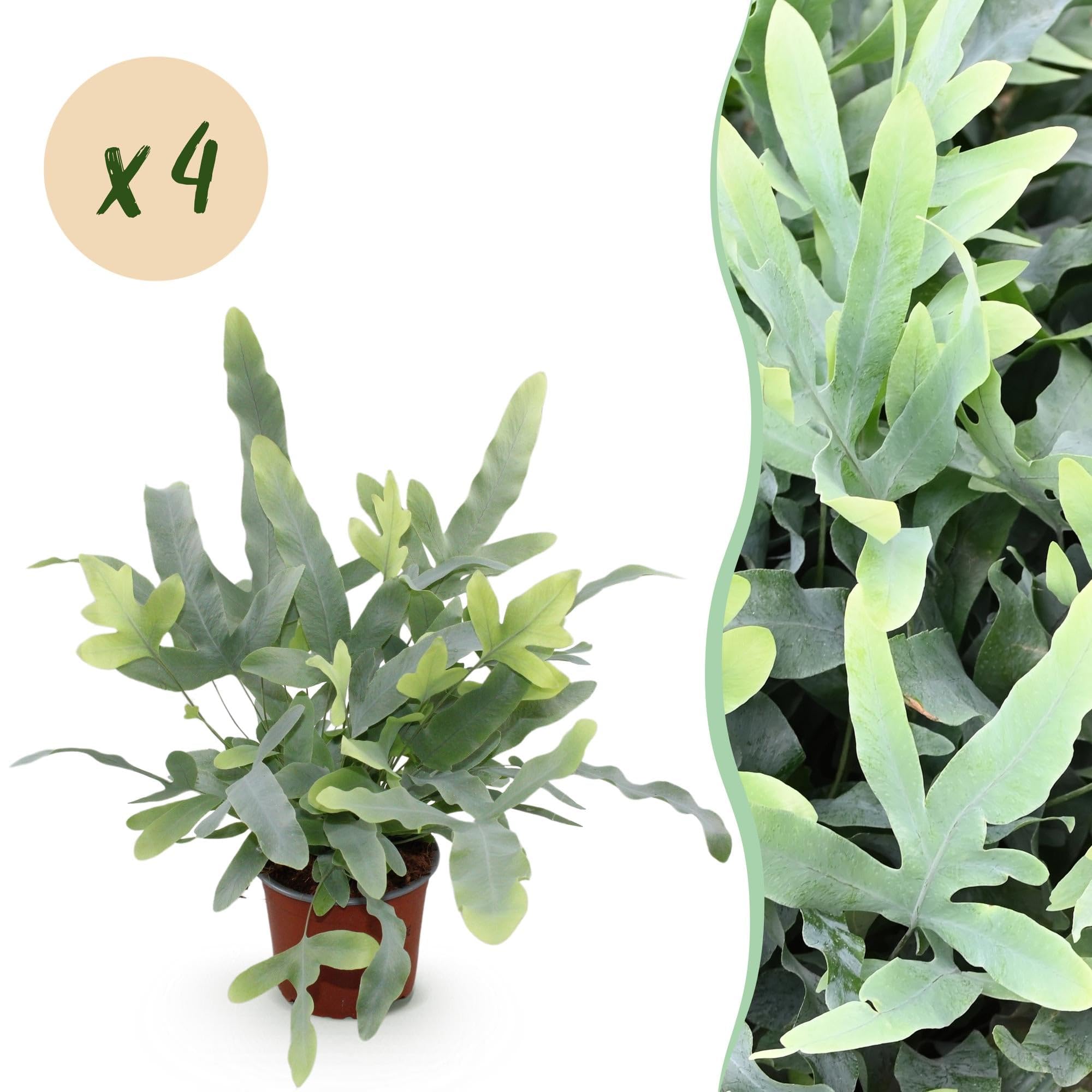 Green boutiQ - Plante d'intérieur - Phlebodium aureum Blue Star - Fougère Bleue - Amie des animaux - Bleu - 4 Plantes - Pot 12cm - Hauteur 25-30cm