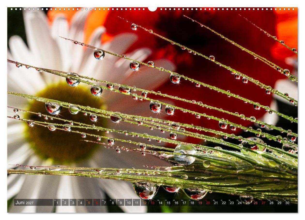 Farbe und Struktur in der Natur (Wandkalender 2027 DIN A2 quer), CALVENDO Monatskalender: Abwechsend farbenfrohe Details aus der Natur (CALVENDO Natur)