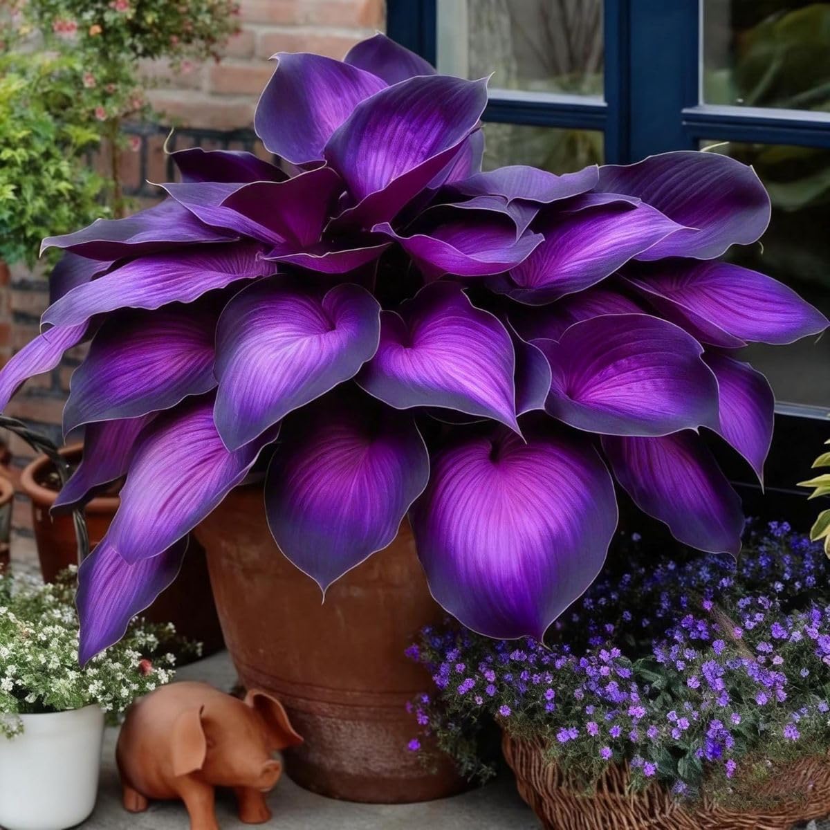 Beautiful Hosta Bulbs UK, Hostas Rhizome for Planting, Hardy Perennial, Excellent Display, Natural Organic-4 Bulbs-F