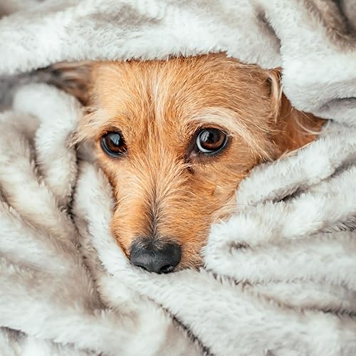 Miniatura 6 de Veterinary Formula Clinical Care - Champú para perros con avena y aceite de árbol de té, 16 onzas, champú medicado suave de acción rápida para perros