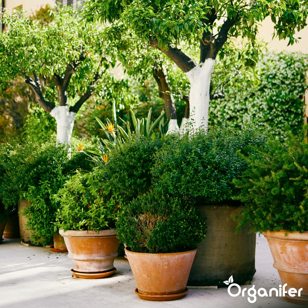 Fertilizante Líquido Para Planta En Maceta - 2x1L - NPK 3-4-3 | Abono Para Hojas Saludables Y Crecimiento Fuerte - Refuerza Raíces Y Vitalidad - Organifer