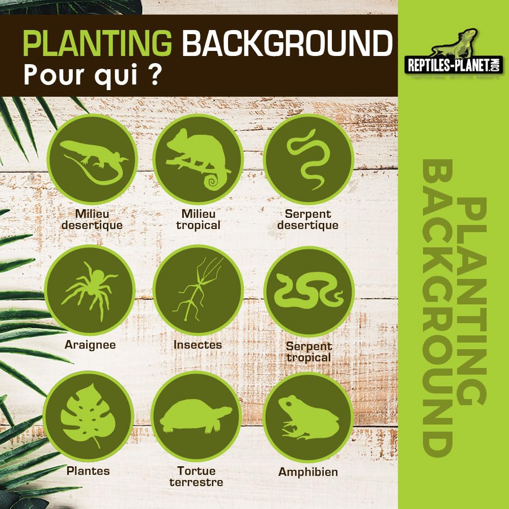 Rettili Planet Decorazione di Fondo in Cocco per terrario per Planter 40 x 40 x 1 cm