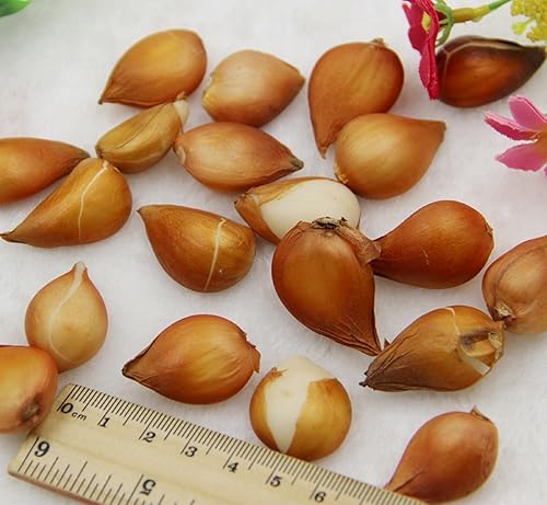 Miniatura 2 de Tulipán Tequila Sunrise - 10 Bombillas - Mezcla Colorida - Bombillas 12/+ cm