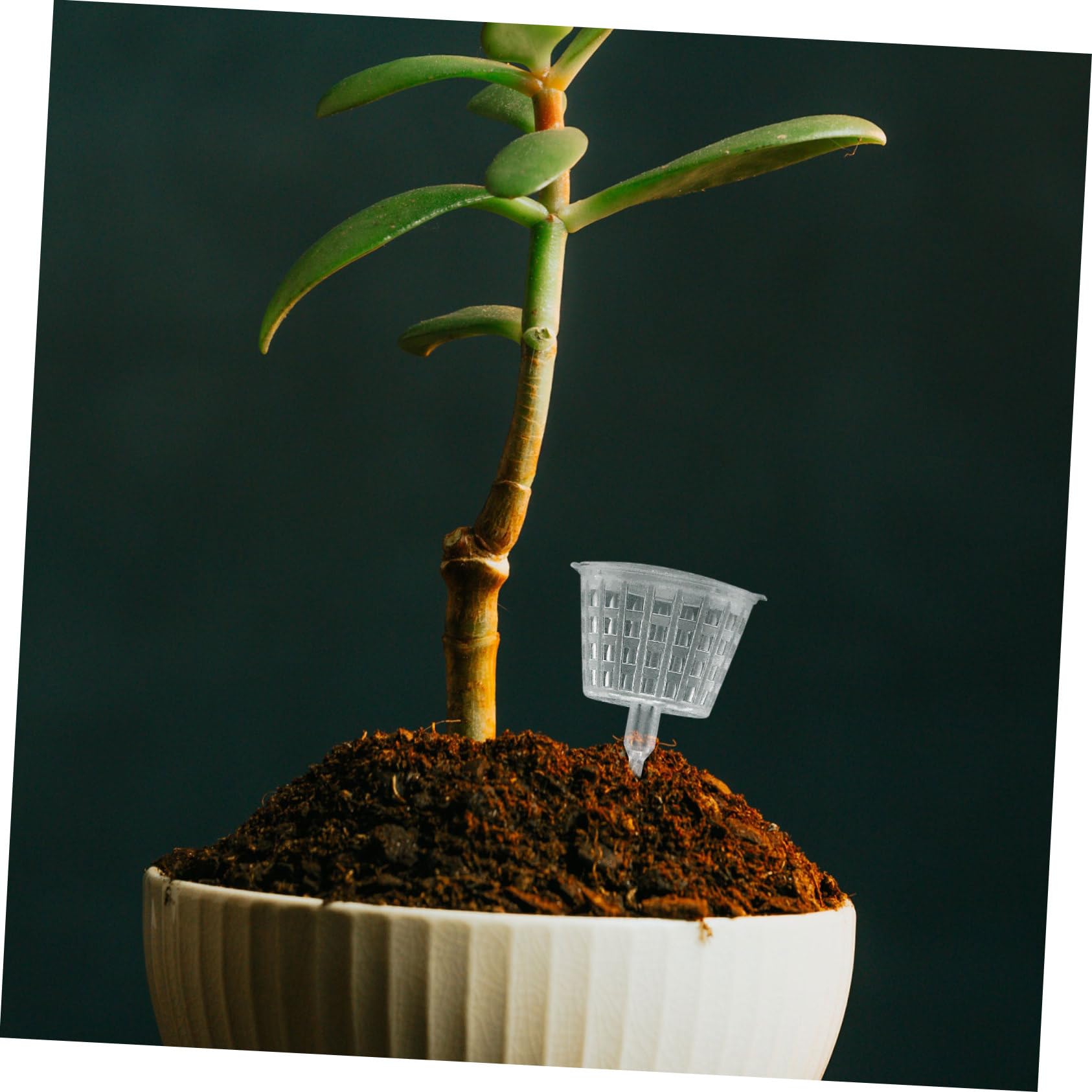 Toyvian 15 Pièces Boîtes de Fertilisation Plastique pour Plantes Bonsai Bacs avec Couvercle Outils de Jardinage Pratiques et Réutilisables
