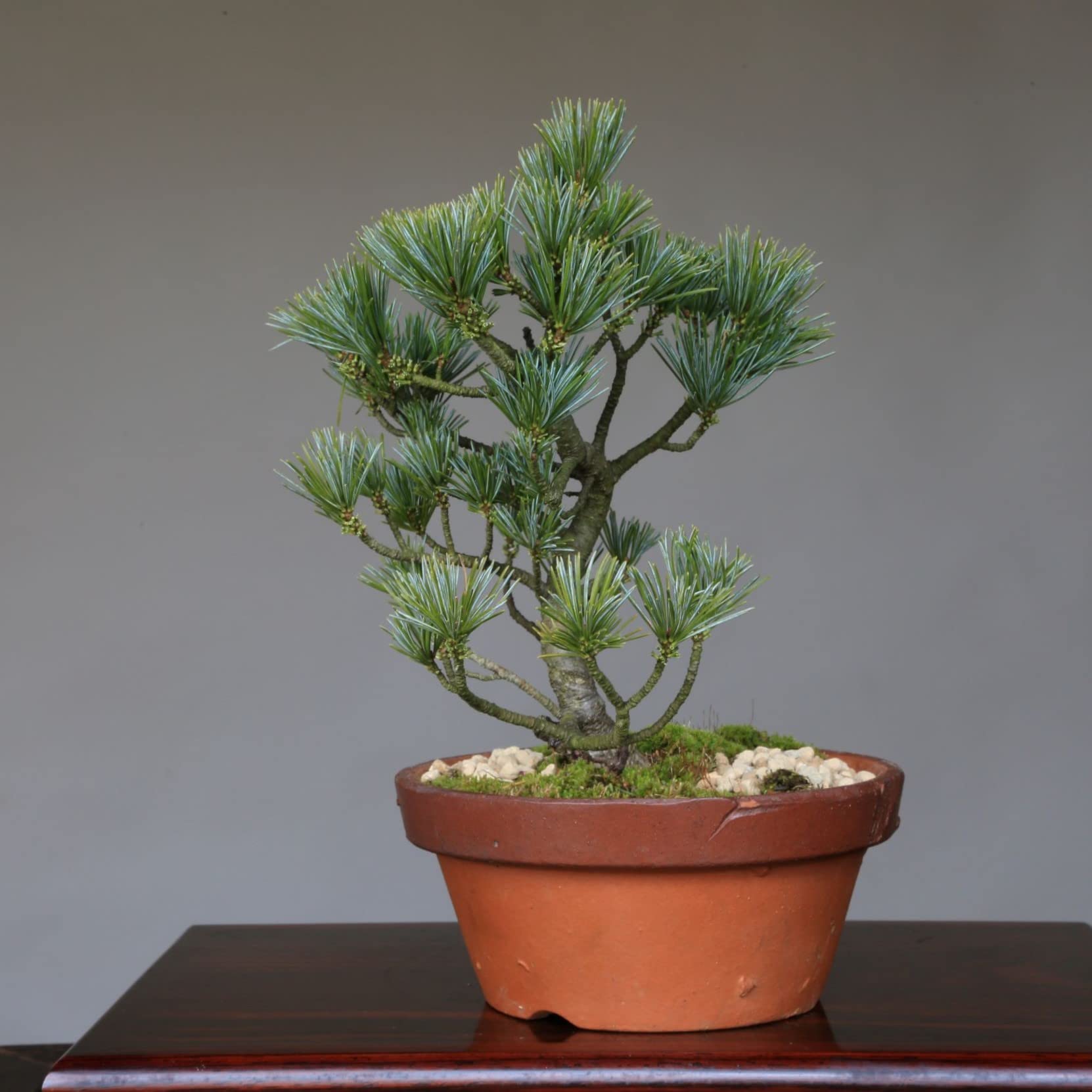 吾妻五葉松／大巓性 』見事な立上がり／上下12㎝／五葉松／小品盆栽 』
