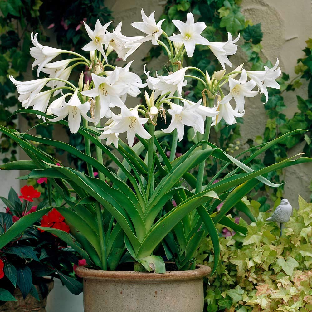Crinum Lily White Queen Attractive Flower Bulbs for Your Home Gardening Grow For All Season (Pack of 3 Bulbs) By Plantogallery®