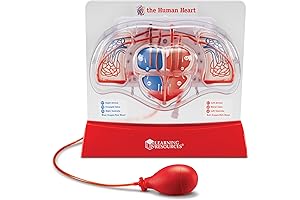 Learn and Understand the Heart with Our Educational Model