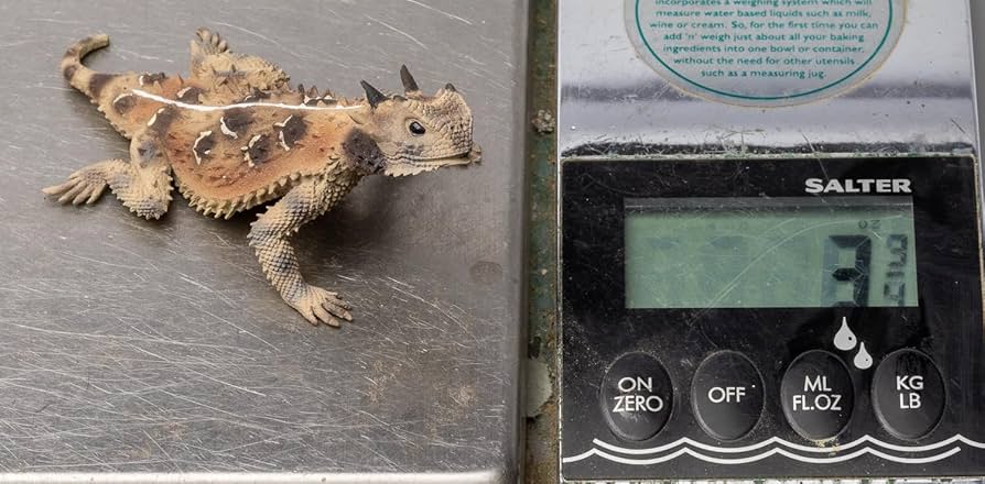 トカゲ Introducing the new and aggressive water monitor lizard