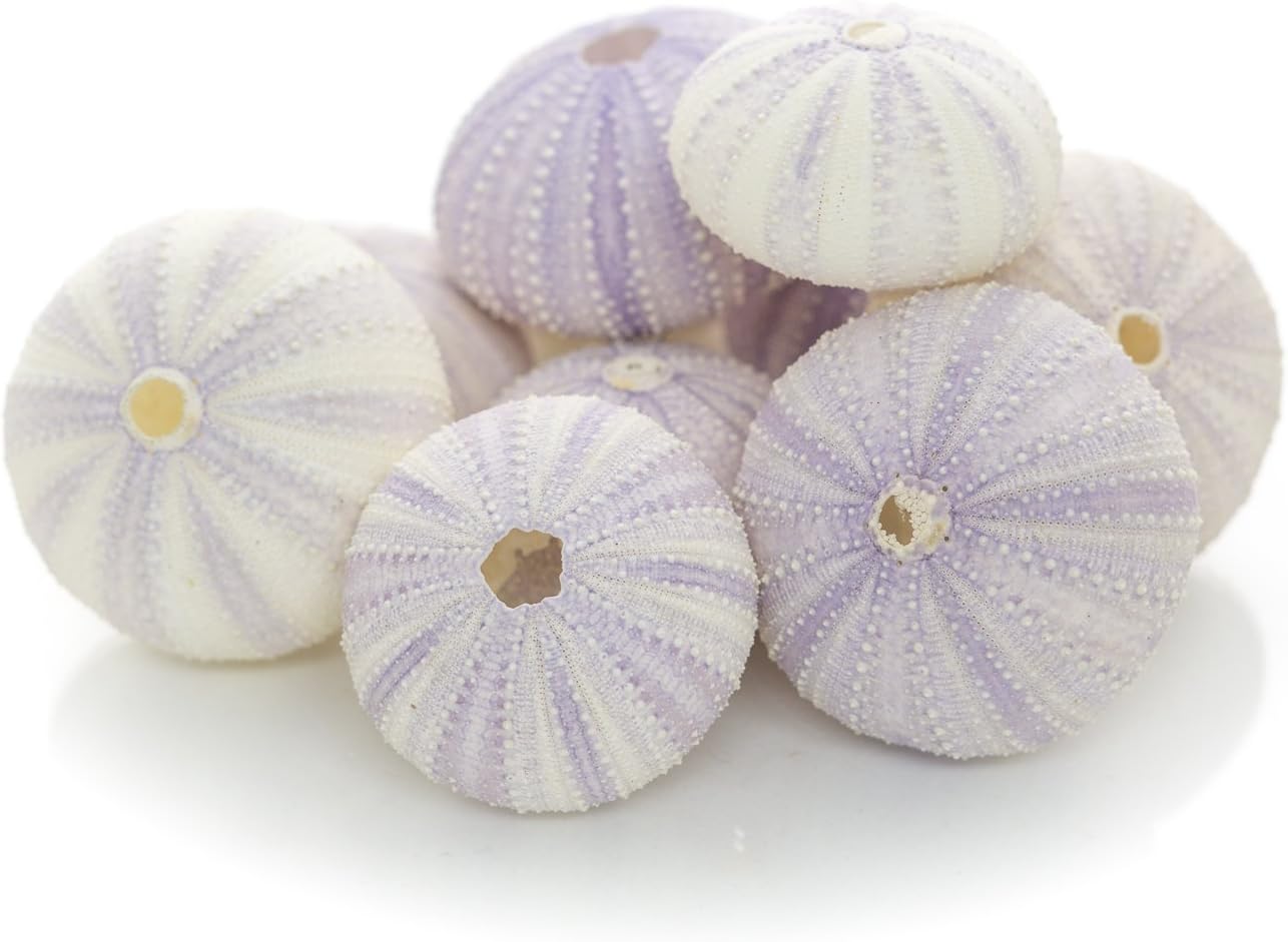 Nautical Crush Trading Sea Urchins Shells for Air Plants - 10 Purple (1.5-2.5") Sea Urchin Shells - Hanging Air Plant Holder - Air Plants Live Holders - Air Plant Pot - No Plants Included