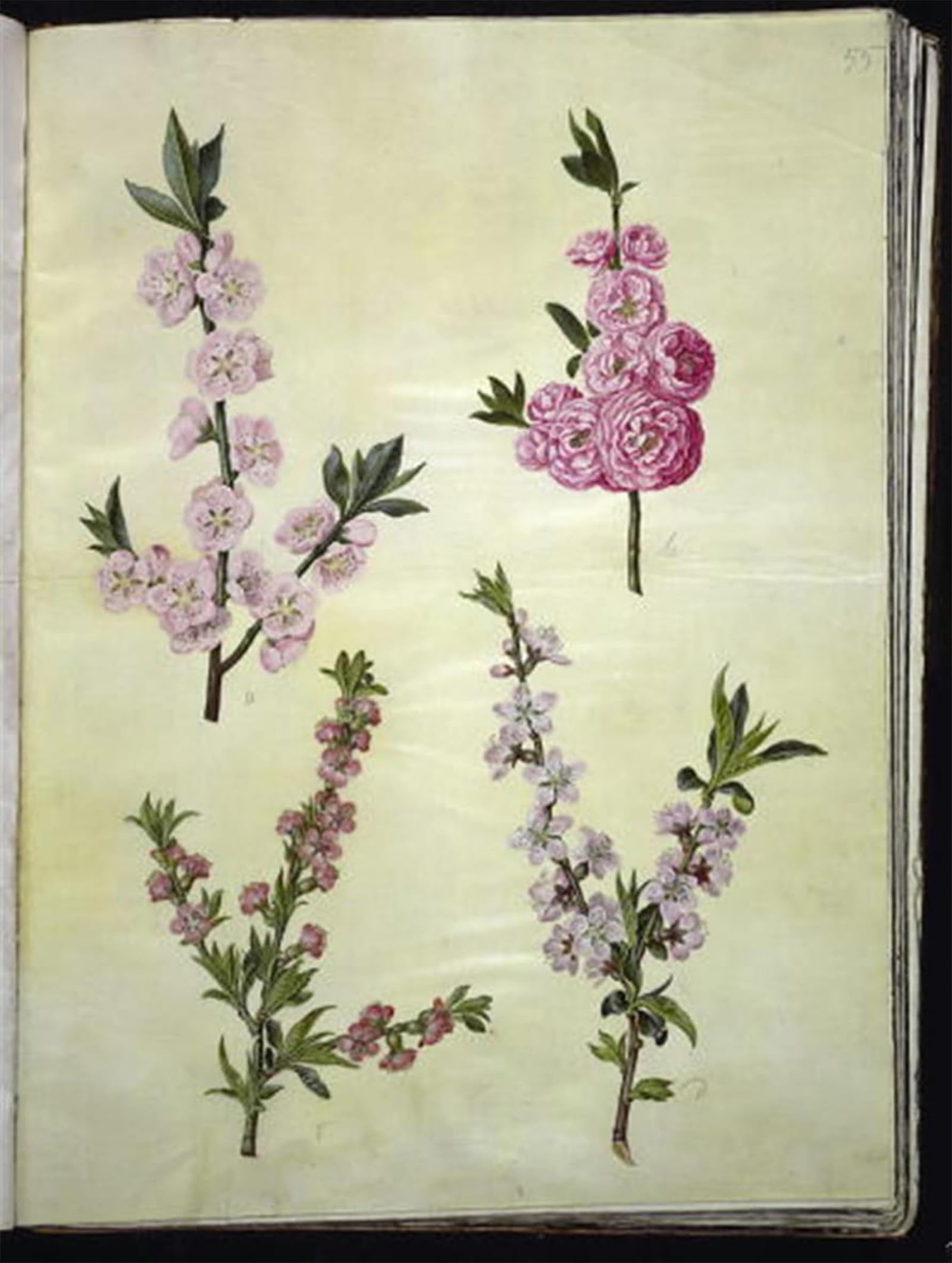 ARTXLXXBN Famous Art Print Poster Vintage Wall Art Prunus Dulcis Prunus Persica by Hans Simon Holtzbecker Canvas Art Poster for Home Decor 60x90cm