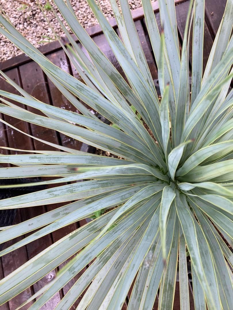 専用ページ 極耐寒性ユッカロストラータhybホワイト個体◇ドライ