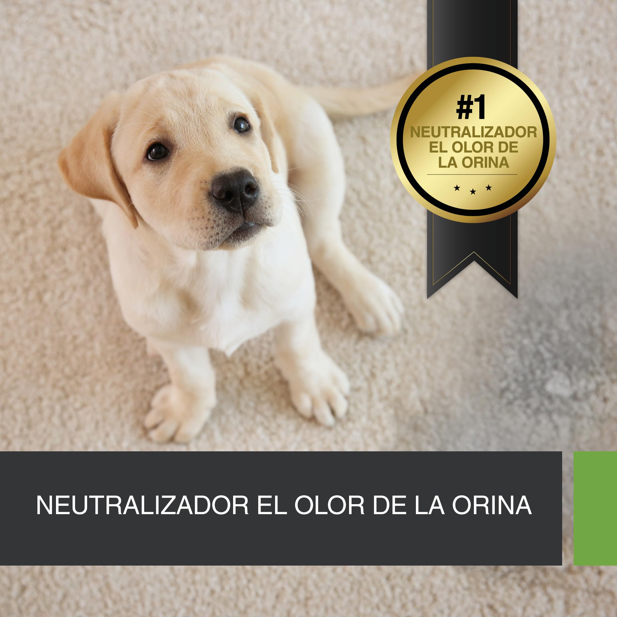 UF2000 Removedor de Olores de Orina 1000ml Concentrado | Sin Perfume | Biodegradable | Basado en Enzimas Vegetales | Elimina eficazmente los olores de orina de Perros, Gatos y roedores.
