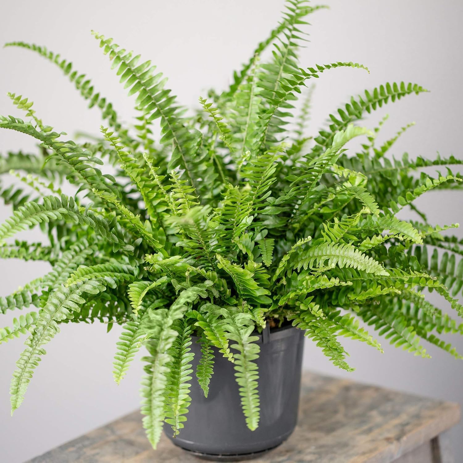 3 x Ensemble de Plantes d'Intérieur Amicales pour Animaux - Collection de Fougère de Boston, Peperomia Pastèque et Calathea Surprise Star - Mélange de Plantes d'Intérieur Amicales pour Animaux.