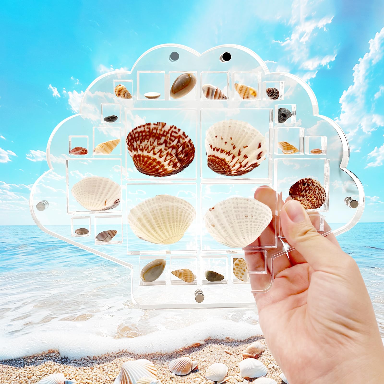 SNAIL GARDEN Acrylic Magnetic Seashell Display Box,Sea Shell Display Case with Deeper Grids, 26 Grids Seashell Display Case,4 Sizes Grids Seashell Organizer Box for Display Shell,Crystal,Jewellry