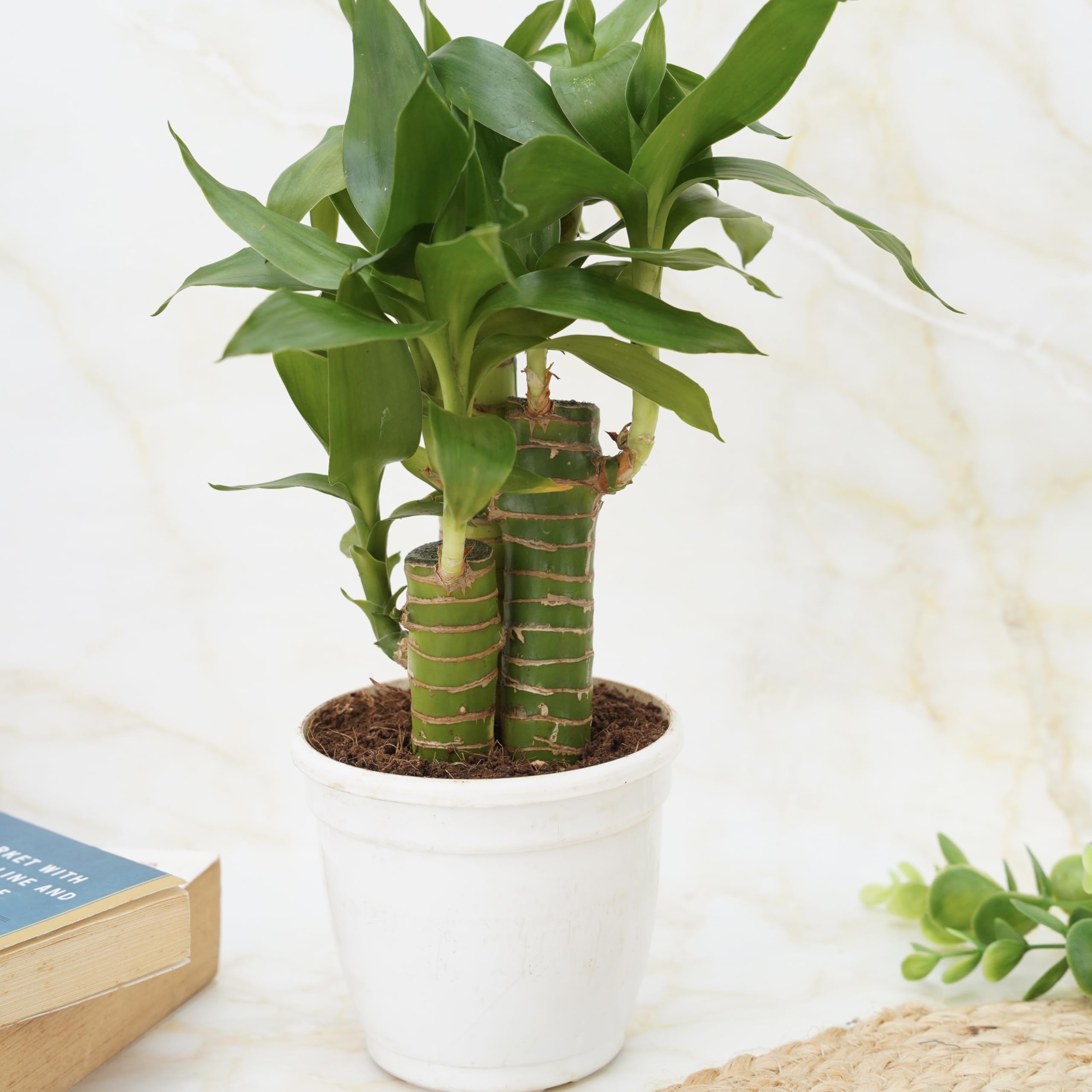 Treevayu Lotus lucky bamboo| Feng shui Live plant 1
