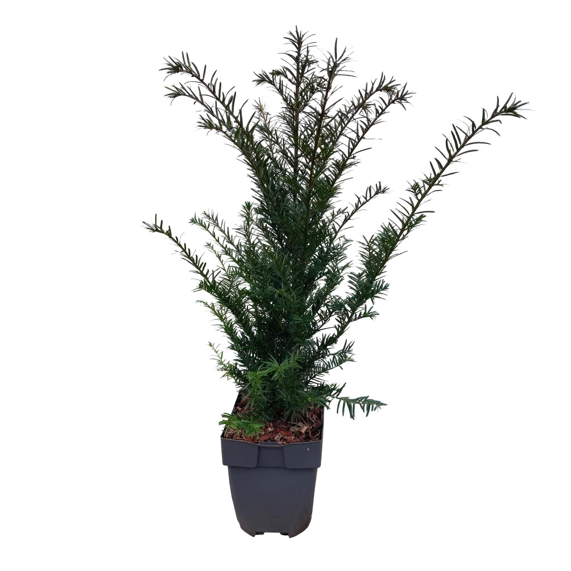 Europejski cis Taxus baccata – wiecznie zielony – roślina żywopłot – 6 roślin – 17 cm x wys. 60 cm – łatwa w pielęgnacji