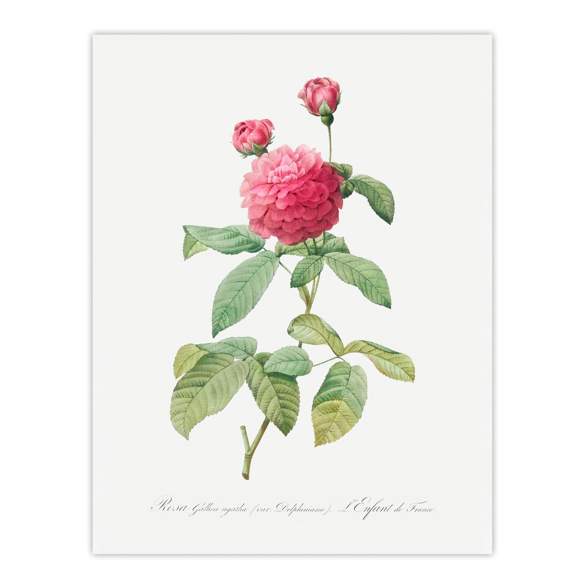 Artery8 Agatha Rose Botanical Unframed Wall Art Print Poster 12X16 Artwork By Redoute : Classic Bloom Design Enriching Neutral Walls With Timeless Natural Harmony