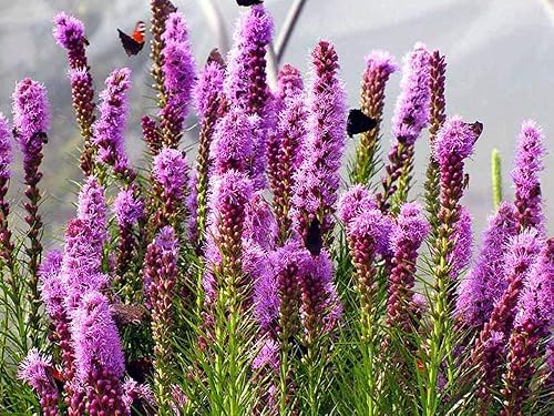 Miniatura 3 de Semillas Pink Blazing Star Liatris Flores perennes