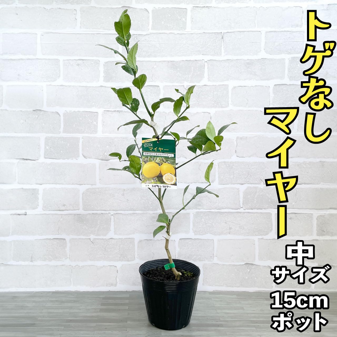 Amazon.co.jp: レモン 苗木 トゲなしマイヤー [中] 15cmポット 5号 2
