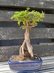 ubuy قطر