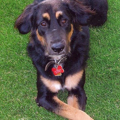 Durable Plastic Pet Id Tag, Outlasts Cheap Aluminum Tags For The Same Price, Custom Engraved, Large Black Bone #TOP2