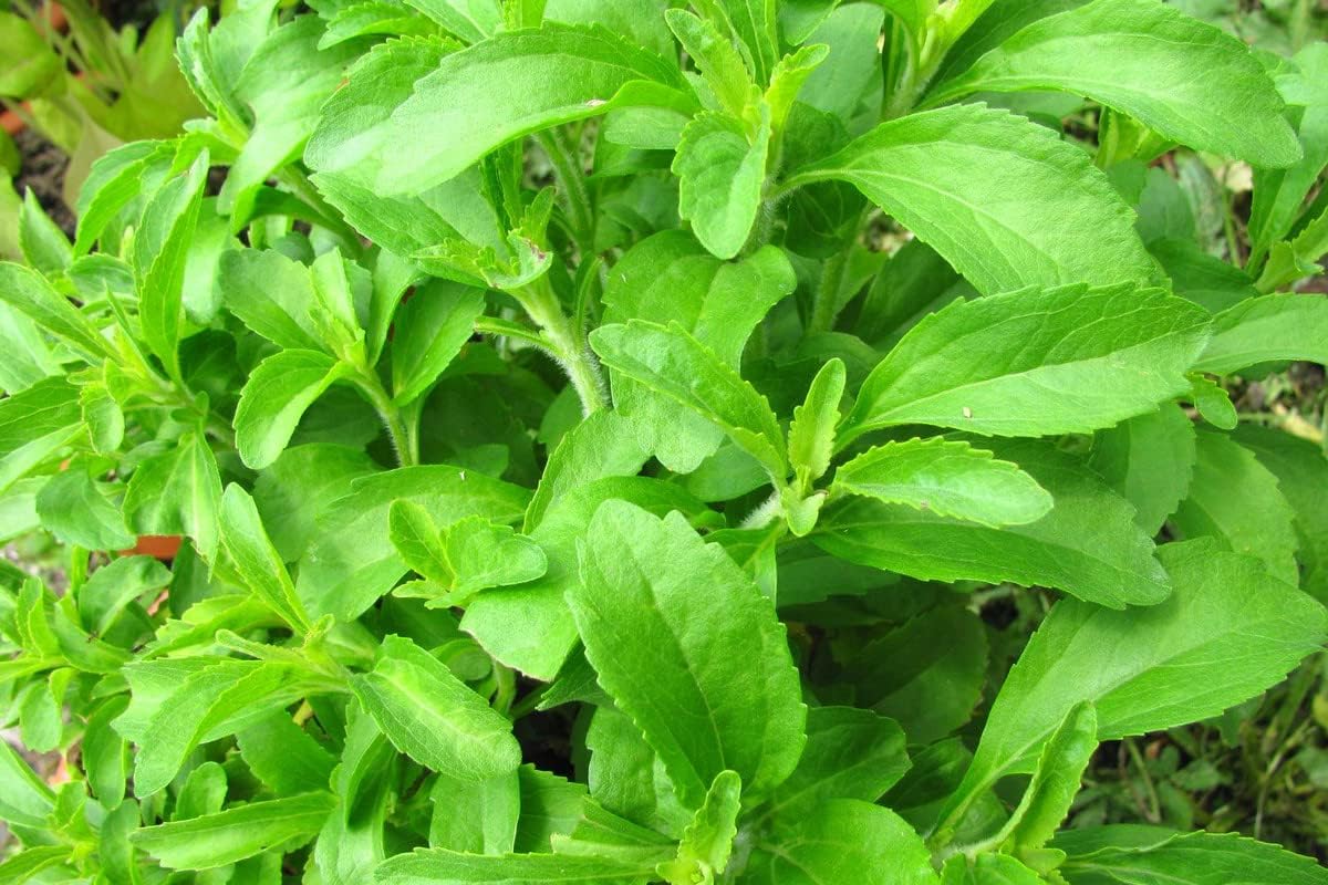 2 Live Stevia Plants Well Rooted for Planting Outdoor Indoor, Herb Plant, 4 Inches to 7 Inches Tall in 4 Inc Potted
