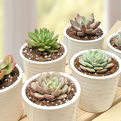 Miniatura 2 de Plantas suculentas (paquete de 6), suculentas variadas vivas totalmente enraizadas en macetas de 2 pulgadas con tierra, plantas de casa únicas en