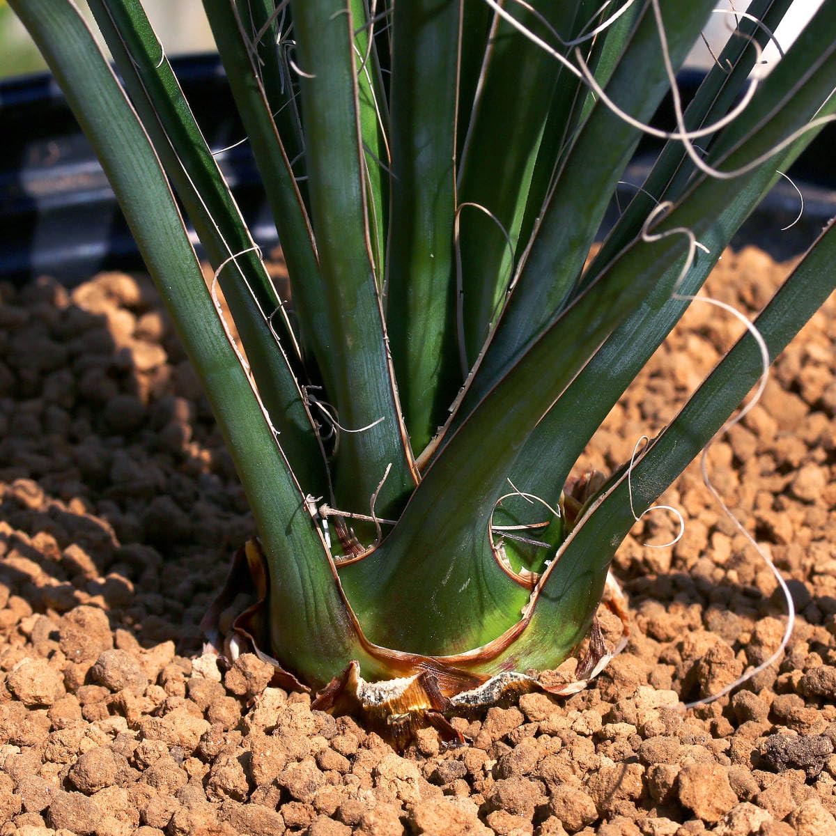 Amazon.co.jp: Yucca potosina ユッカポトシナ レア種 大型