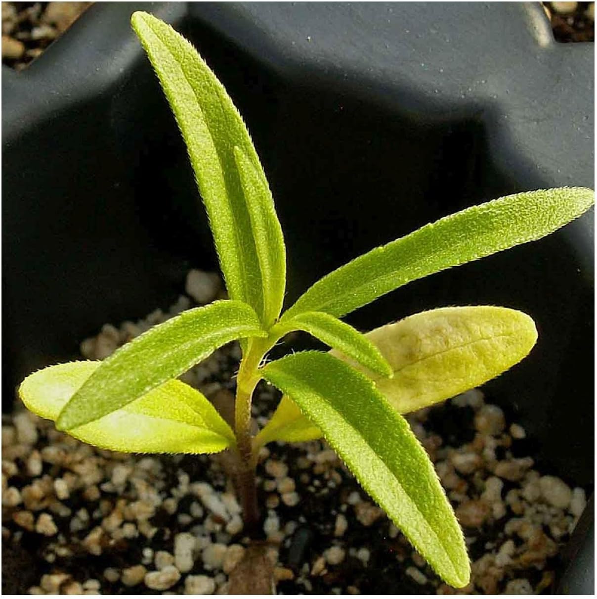 Everwilde Farms - 1 Lb Maximilian's Sunflower Native Wildflower Seeds - Gold Vault