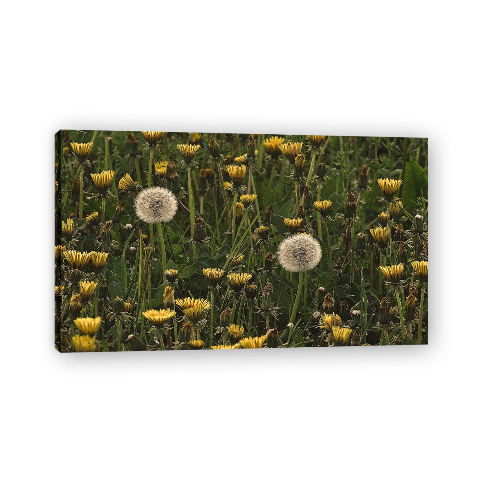 Tableau de pissenlit blanc sur toile de qualité supérieure - 7