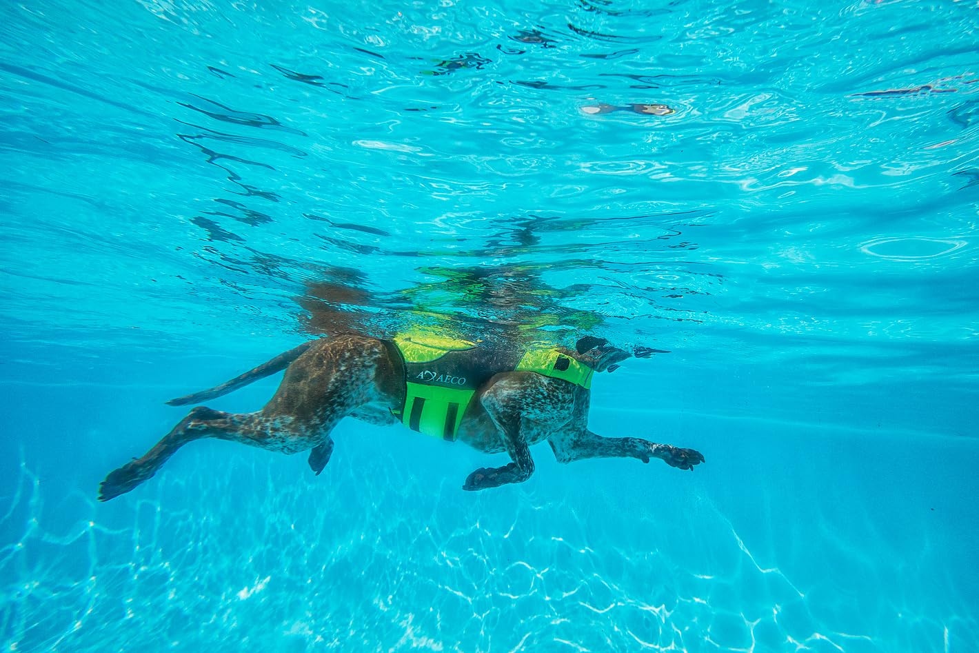 AQUA Giubbotto Salvagente per Cani S Giallo Grigio Scuro Poliestere Rip-Stop Idrorepellente