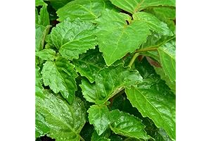 QAUZUY GARDEN Premium Patchouli Seeds