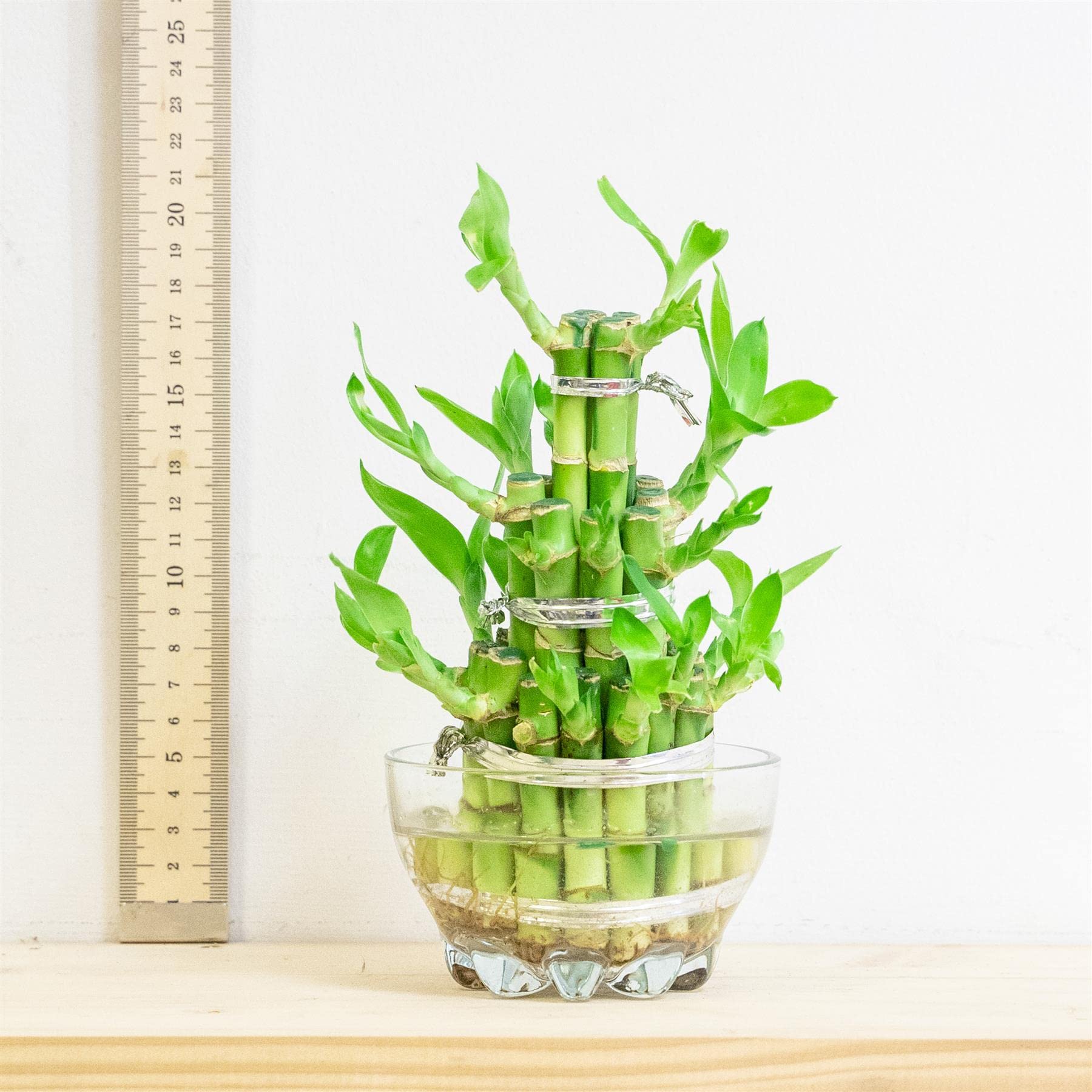 2 Piante di bambù portafortuna a 3 livelli per bonsai sempreverde da interno in vaso di vetro per Feng Shui