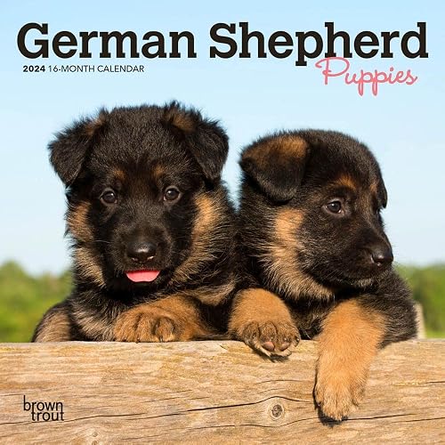 German Shepherd Puppies | 2024 7 x 14 Inch Monthly Mini Wall Calendar | BrownTrout | Animals Dog Breeds Puppy