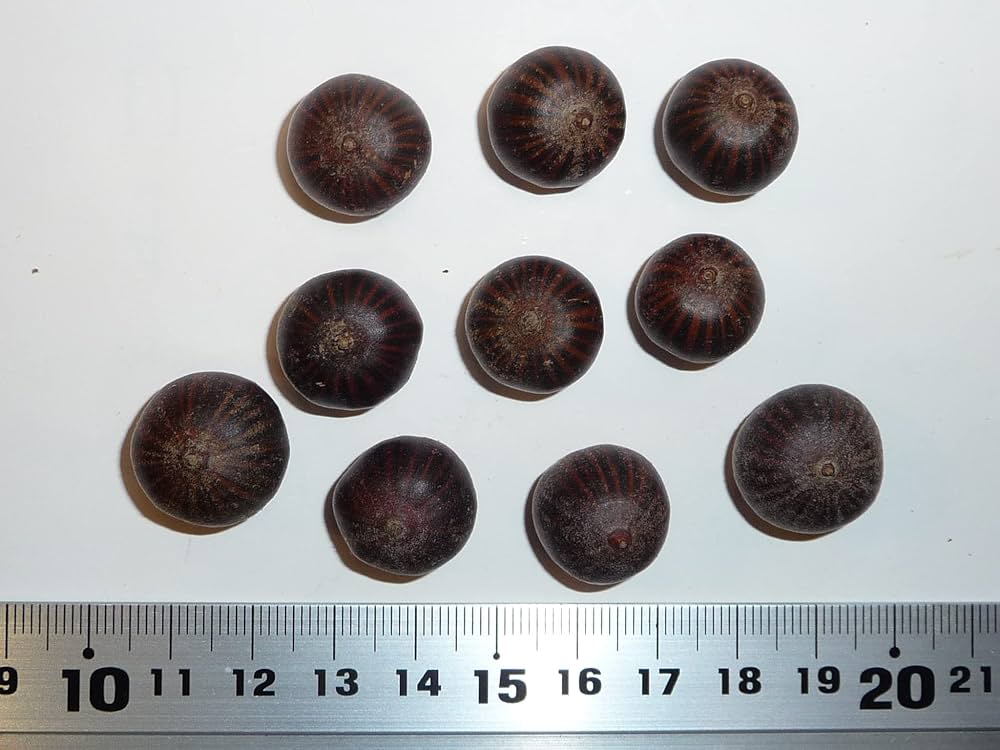 どんぐり ピンオーク 実生苗 Ｄ どんぐり ピンオーク 実生苗 D