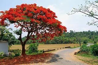 25 Delonix regia Seeds, Flame Tree, Royal Poinciana, Flamboyant Tree Seeds
