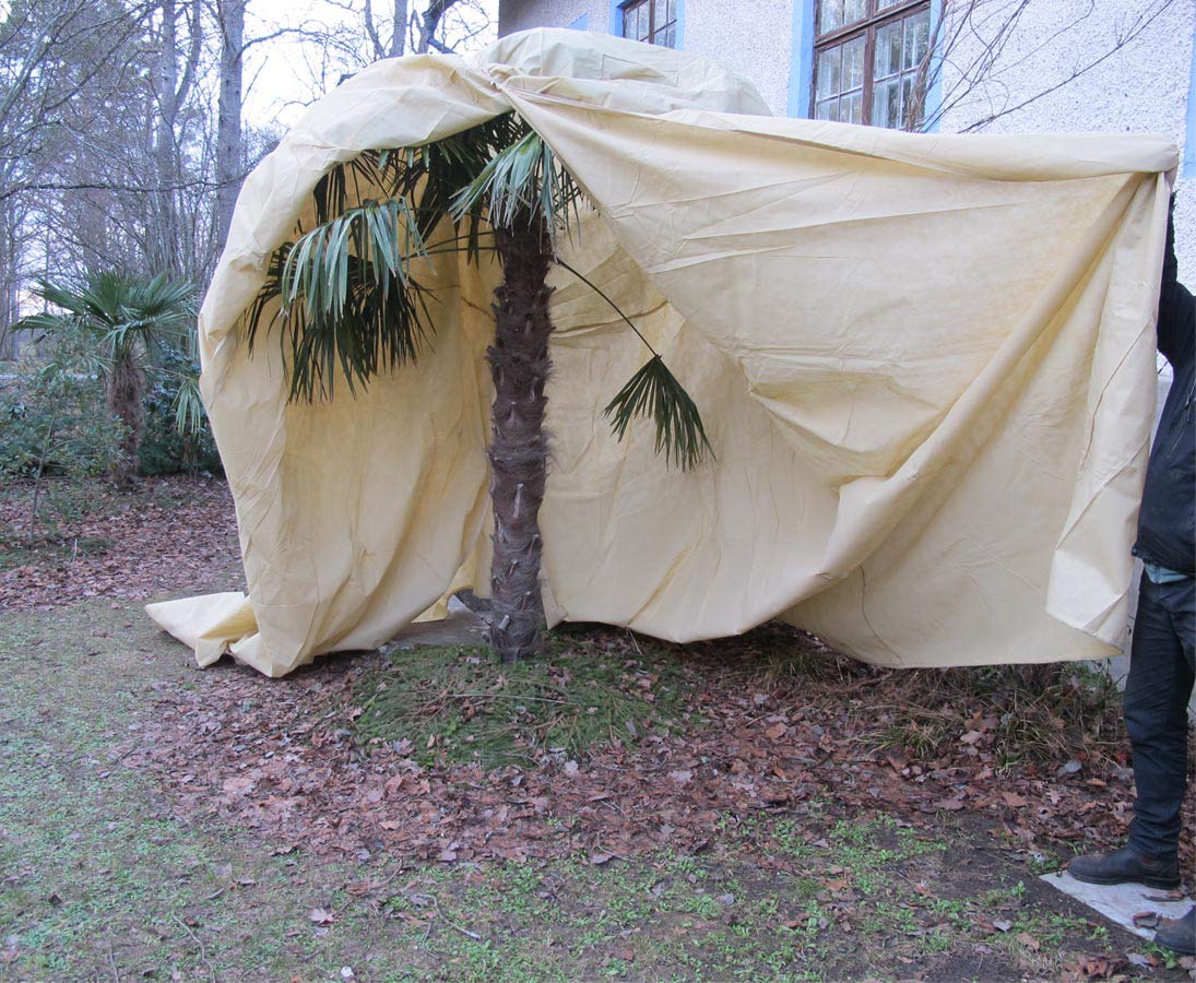 wintrs chutz Telo XXL, pianta in tessuto non tessuto per Palme e alberi, H: 350 X B: 250 cm, Beige colorato con reissvrschluss – Protezione invernale cappe Pianta protezione guscio per piante