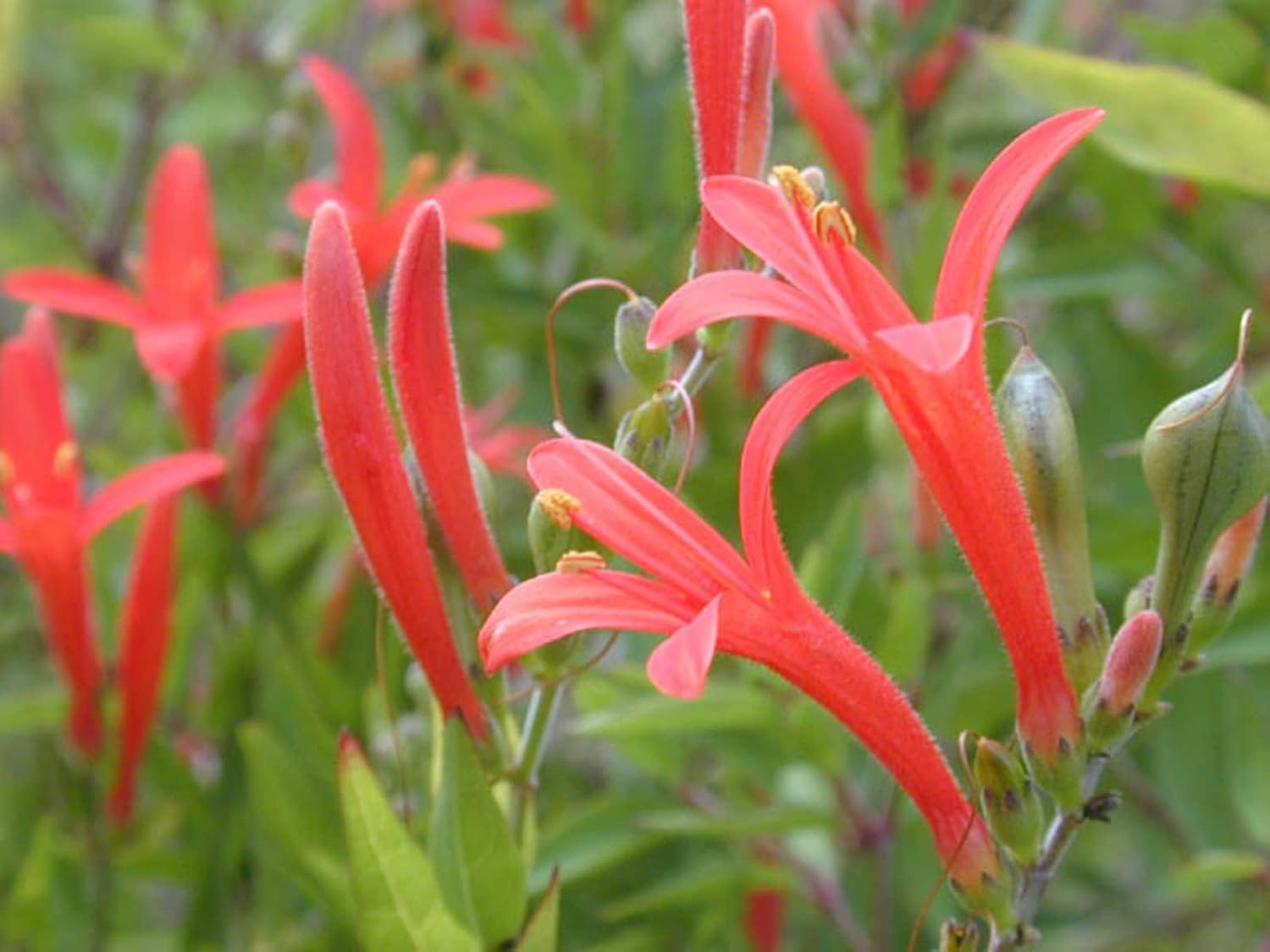 Amazon.com : Anisacanthus quadrifidus | Hummingbird | Flame Acanthus ...