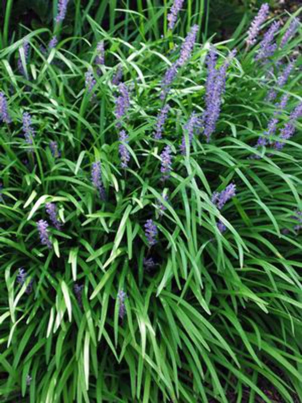 Perennial Farm Marketplace Liriope m. Big Blue