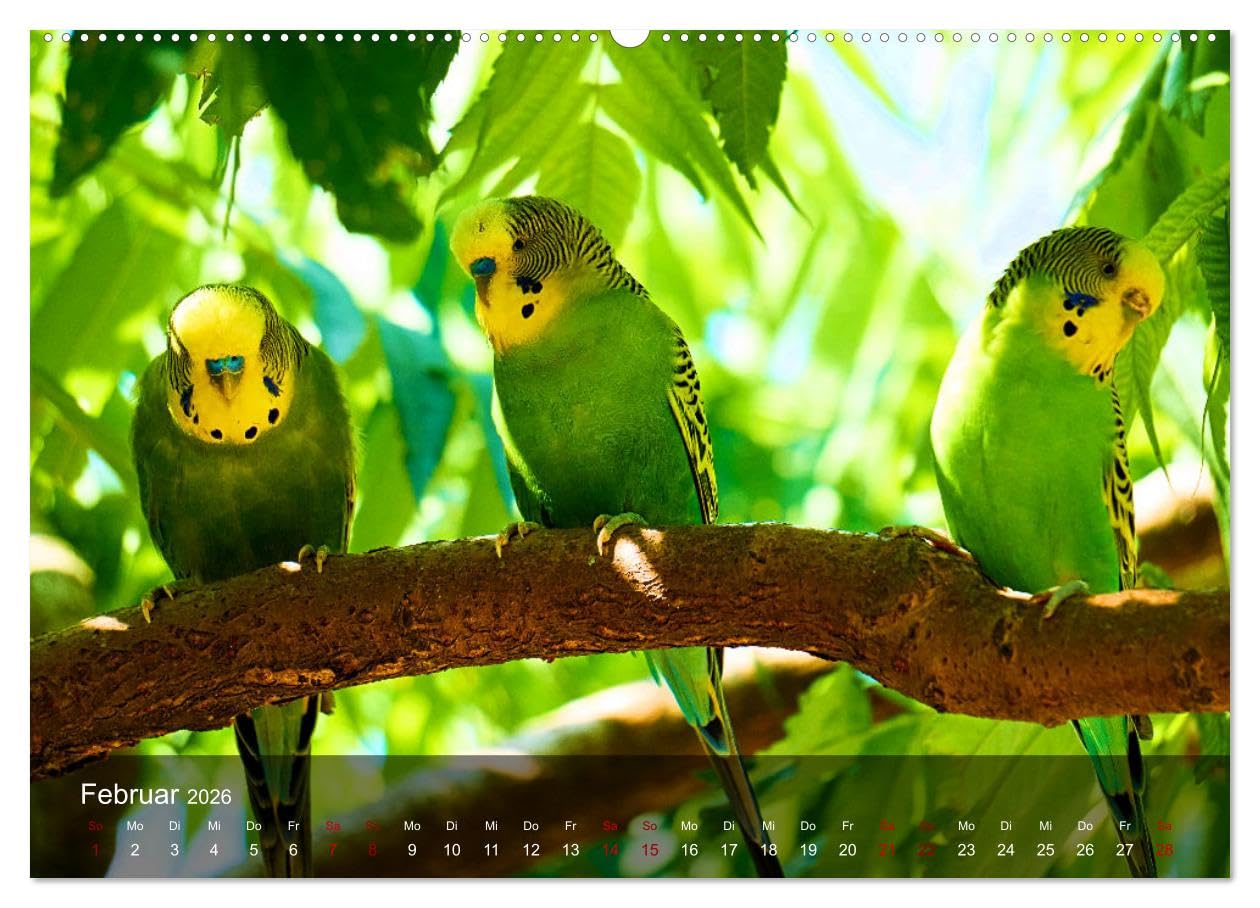Wellensittiche - gesellige Freunde (hochwertiger Premium Wandkalender 2026 DIN A2 quer), Kunstdruck in Hochglanz: Bezaubernde Bilder niedlicher Wellis unterschiedlicher Farbgebung (CALVENDO Tiere)