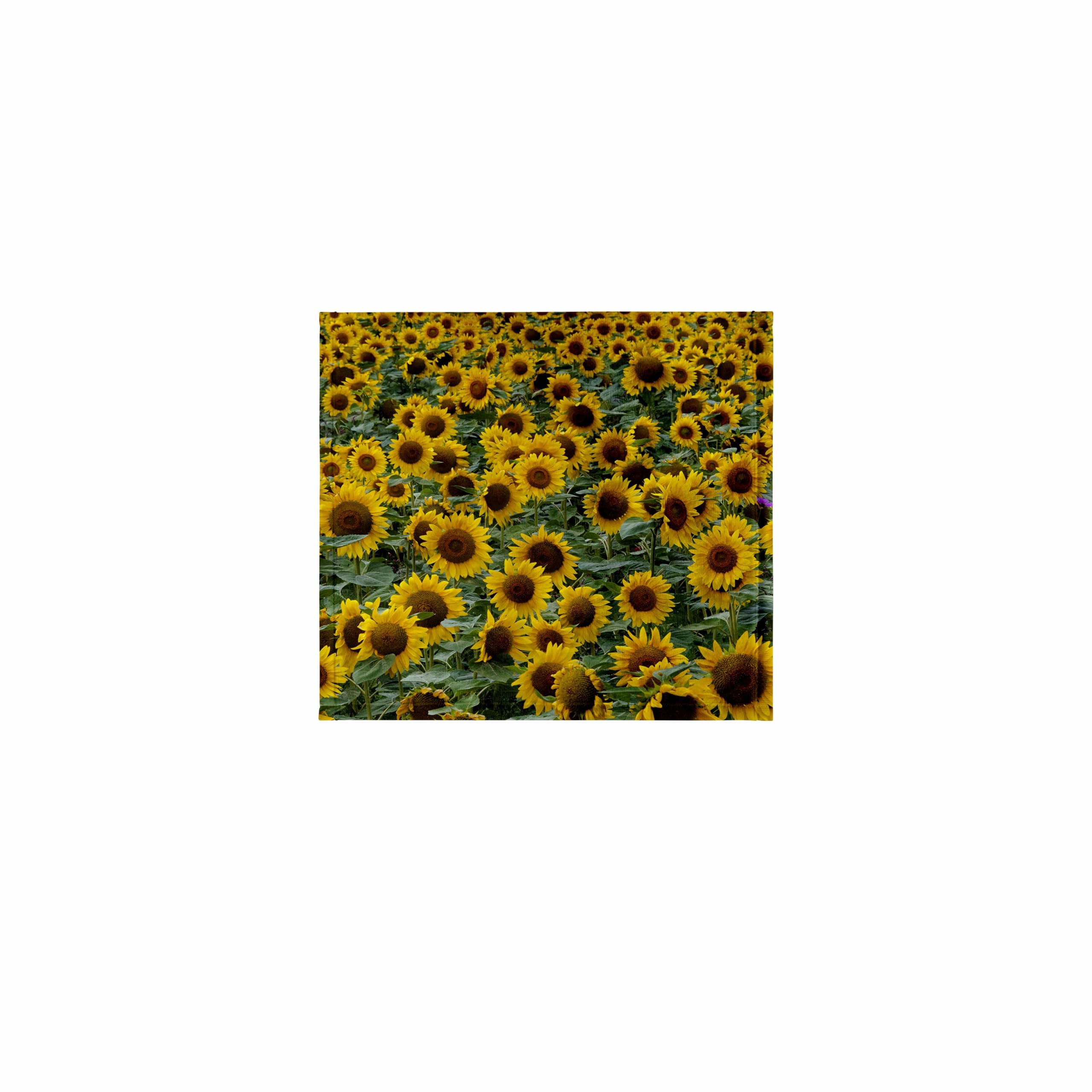 3dRose 11x12 Wash Cloth for Face and Body - Sunflowers in The Flower Farm, Furano, Hokkaido Prefecture, Japan Sunflower