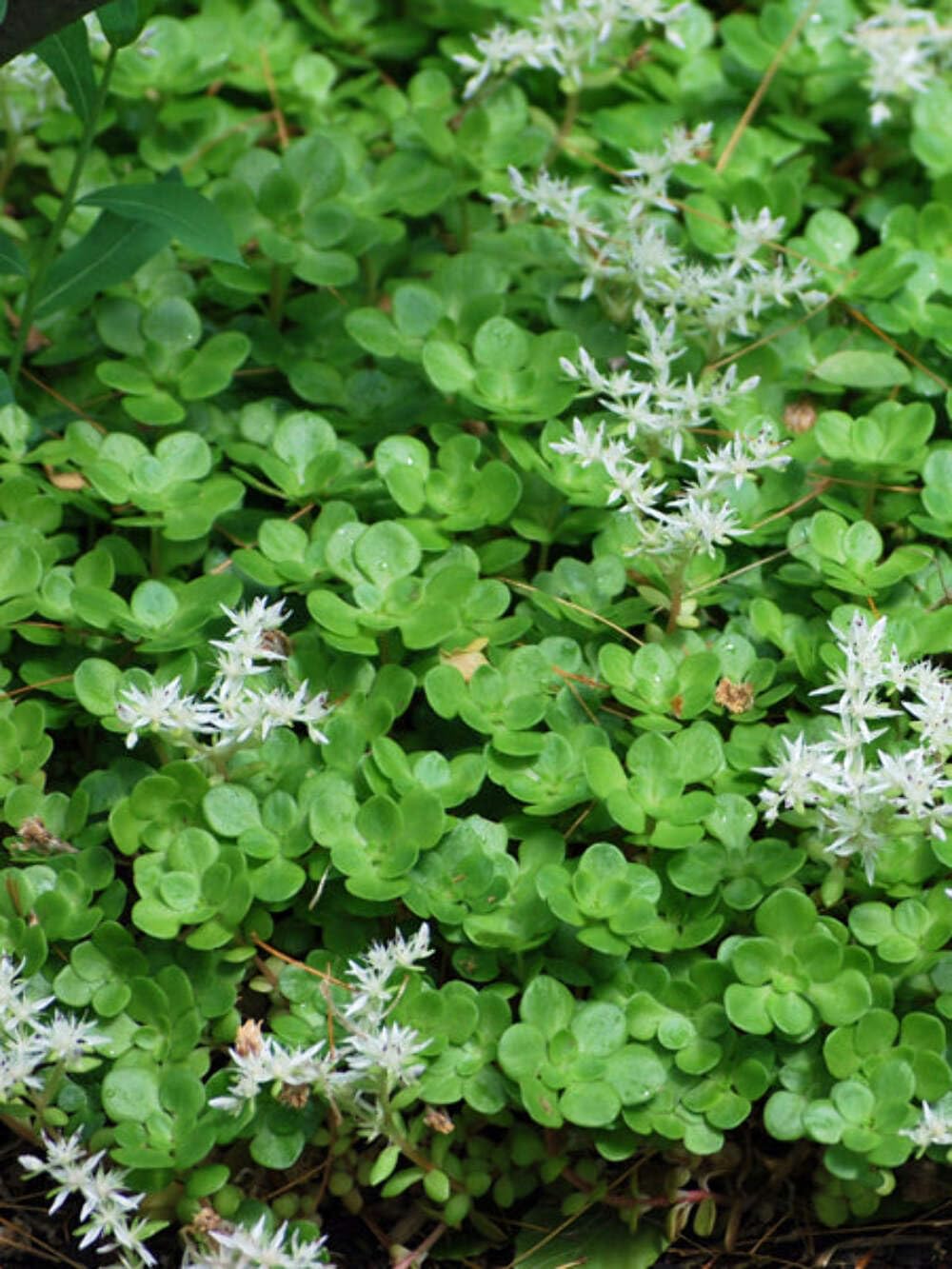 Perennial Farm Marketplace Sedum ternatum