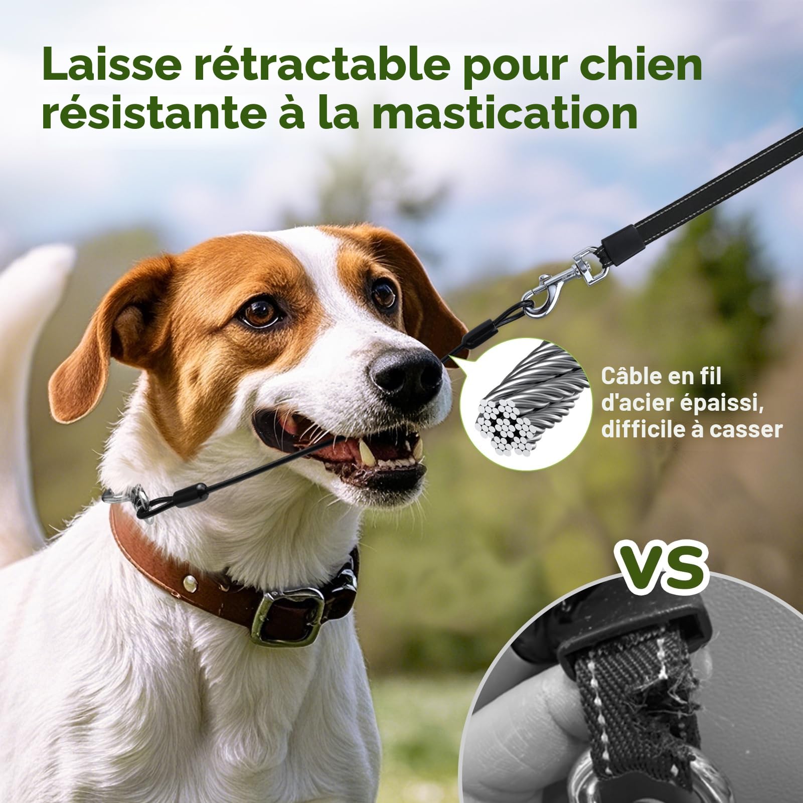 Pecute Laisse Chien Enrouleur 10m (Jusqu'à 30Kg), Laisse rétractable pour Chien à l'épreuve des mâchonnements, avec Un Bouton S'arrêter Bloquer, pour Petit, Moyen Chiens