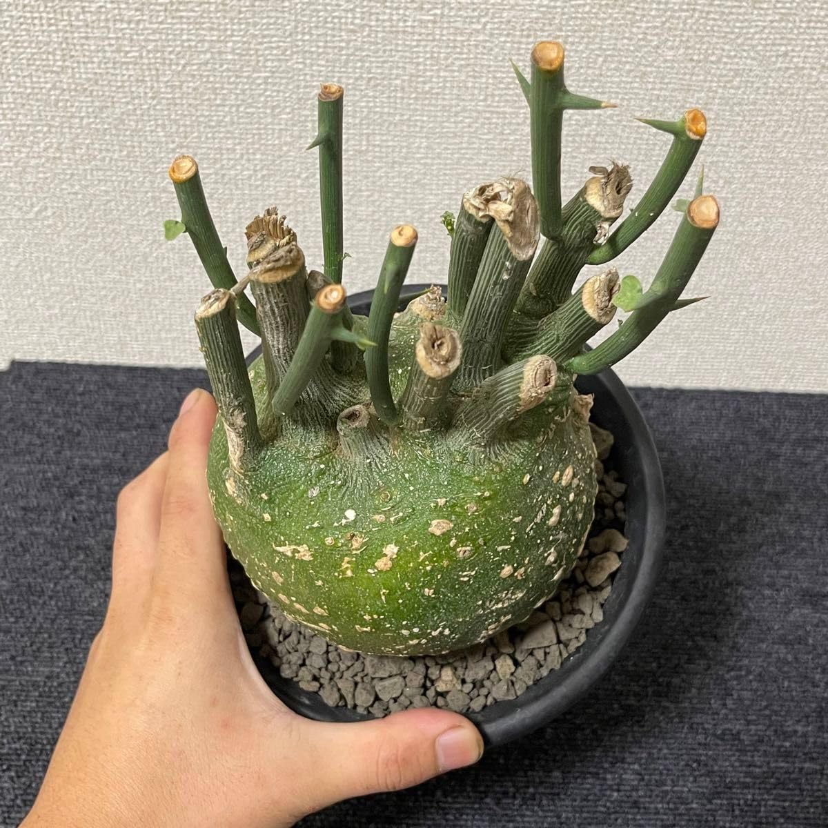 Amazon.co.jp: Adenia pseudoglobosa アデニア プセウドグロボーサ 発