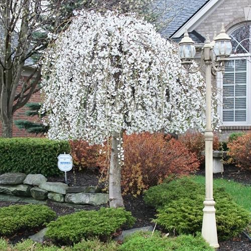 White Weeping Cherry Tree