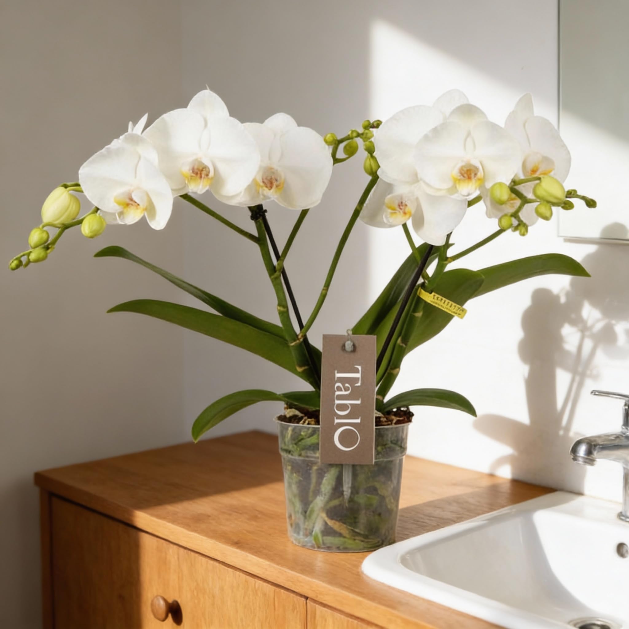 Phalaenopsis Tablo Champagne Opti-flor Orchidee
