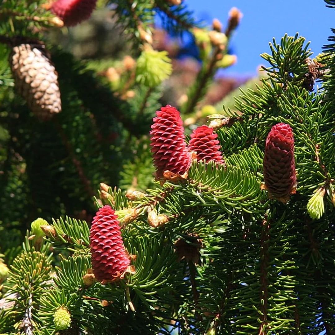 Abete Rosso, Picea Abies Peccio, Pianta in Vaso1 litro h 40/60 cm Albero di Natale Vivaio di Castelletto